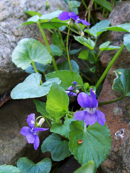 Common Dog Violet